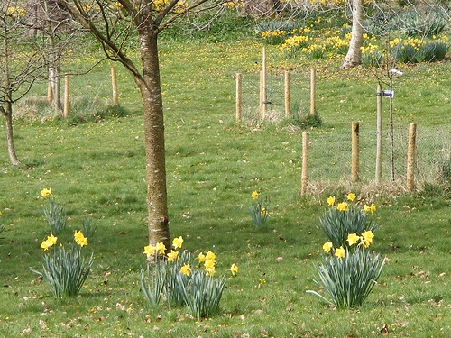 daffodils poem. Daffodils Poem Tone - Page