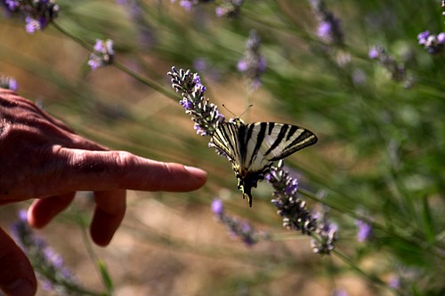 Papillon et doigt