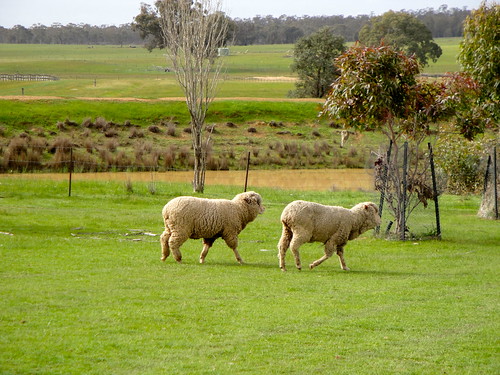 Sheep at Amherst - 2
