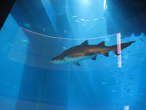 dubai mall aquarium shark. Dubai Mall Aquarium Sharks Pictures
