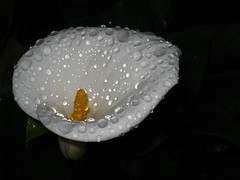 Raindrops on cala lilies