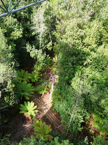 View of Paths at Ground Level from the Tahune Airwalk