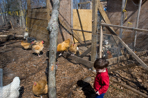 Baby O and chickens