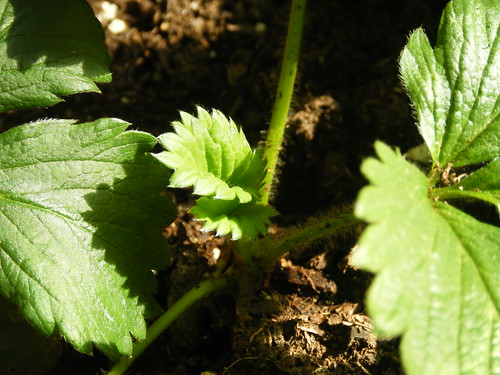 Strawberry Plant with New Growth