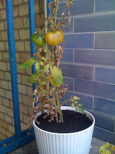 Poor tomato plant