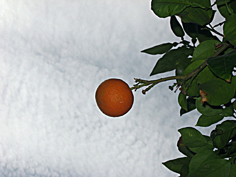 14-1-2009-orangetrees2-a