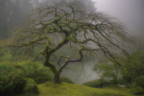 misty morning in the Japanese Garden