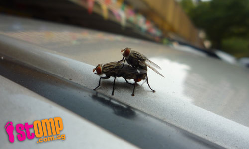 Houseflies make out on my bf's car, says STOMPer