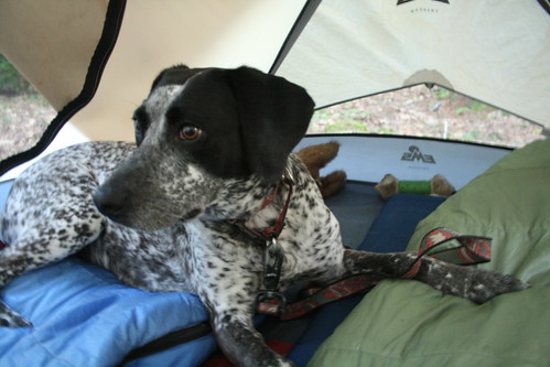 Misty in Tent