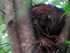 Raccoon in robins nest