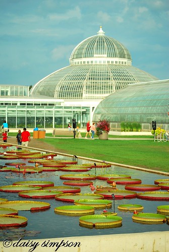 lily pads and dome