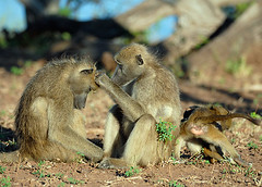 Baboons Grooming, Chobe National Park Botswana