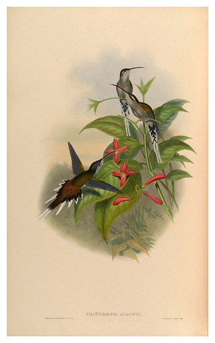 005-An introduction to the Trochilidae  or family of humming-birds -Vol 1-1861-John Gould