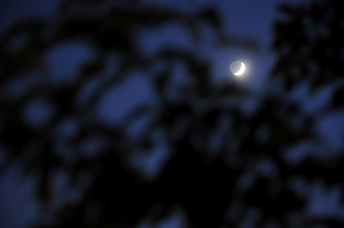 Day 156 - Moonlight in the Trees by Tim Bungert
