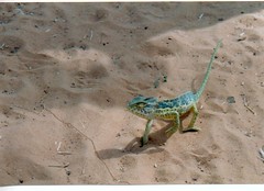 Kameleon in Mali