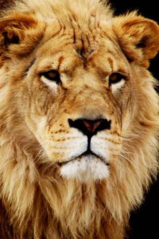 wallpaper lion. Lion of Judah iPhone Wallpaper