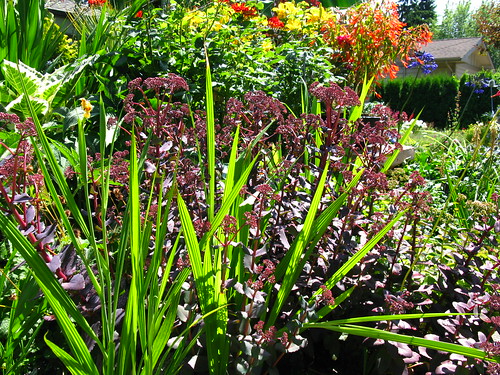 Ciscoe Morris' front yard garden