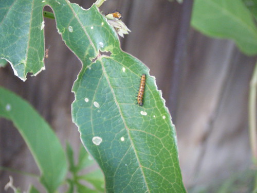 Gulf Fritillary Caterpillar baby