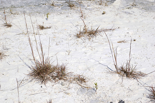Klondike Park, in Saint Charles County, Missouri, USA - grasses growing in white sand