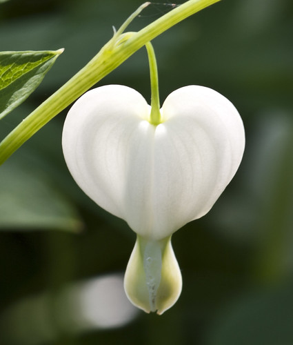 Lone White Heart - Copyright R.Weal 2011