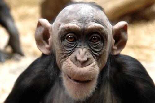 bald-monkey
