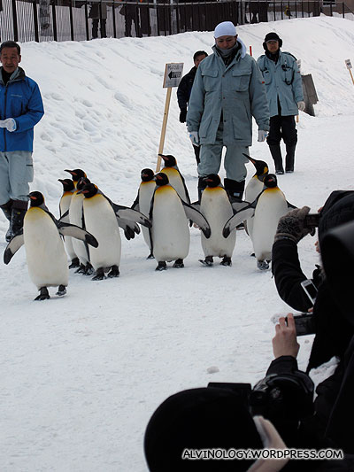 King Penguins minding their own business