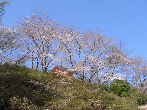 09-03-23【桜】＠和歌山・青岸渡寺-02