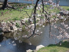 野川の桜2