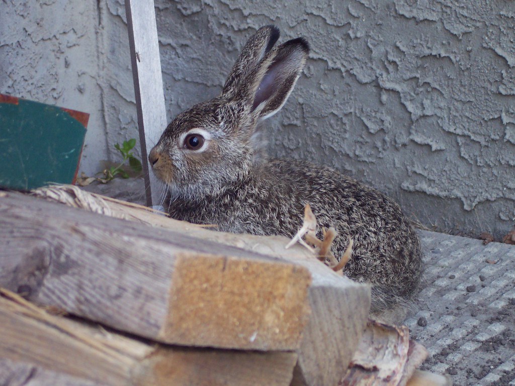 baby bunny July 2009