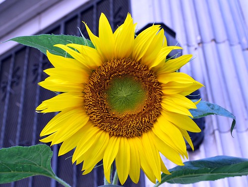 Stella's sunflower