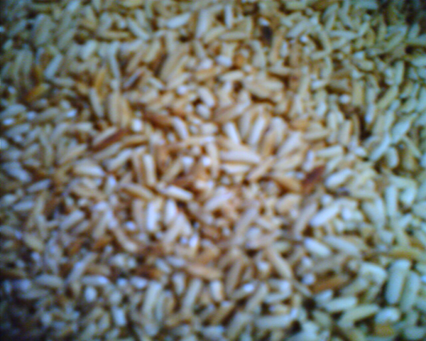 喷香的熟粳米