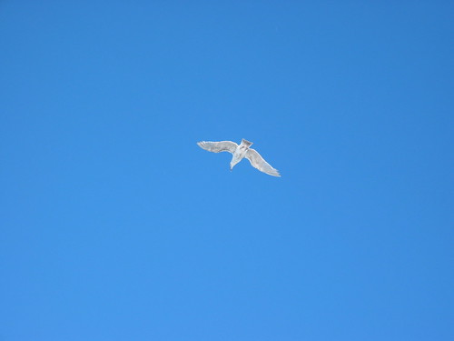 bird in sky