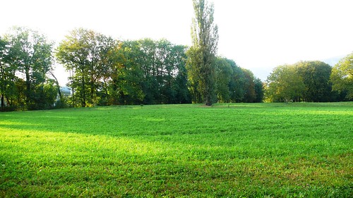 Field along the River Aare