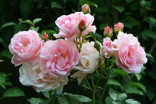 A bunch of rose flowers in the garden