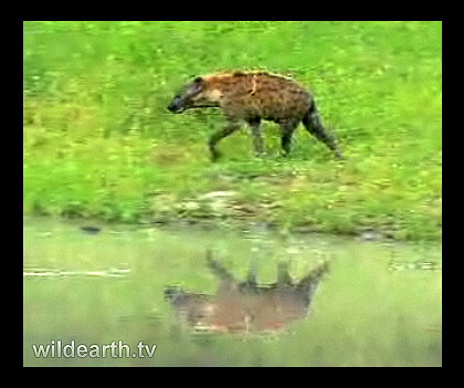 Hyena on WildEarth.tv game drive tonite
