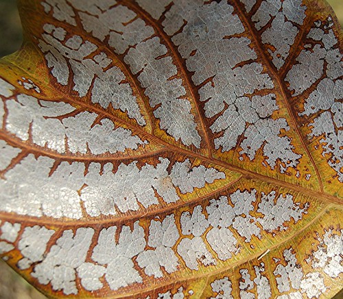 Almond leaf burnished in silver and gold