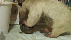 Pua eats avocado