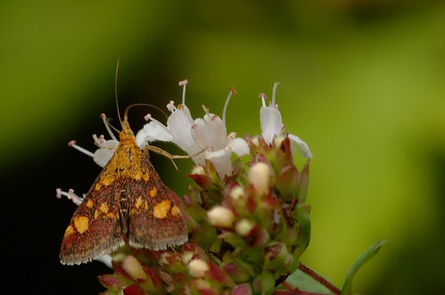 Pyrausta aurata | Muntvlinder - Mint moth