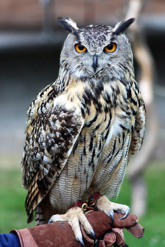 126 - Eurasian Eagle Owl