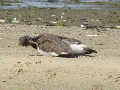 young oystercatcher 2