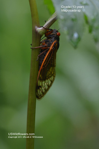 13-year Cicada - Magicicada sp. 