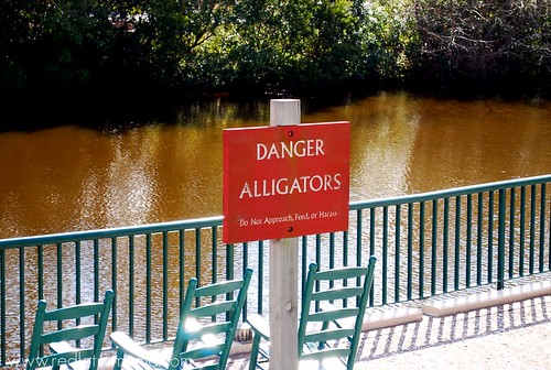 Danger Alligators
