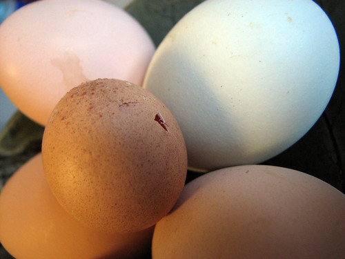Pecked Egg