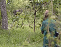 Elephant tracking, Majete, Malawi 3
