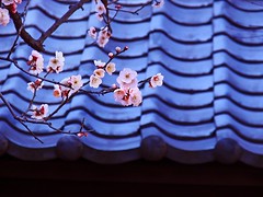 Japanese plum blossoms at a shrine