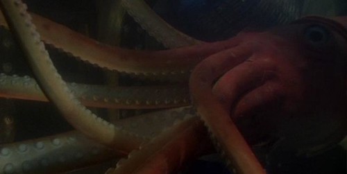 caribe 18 calamar gigante por ti.