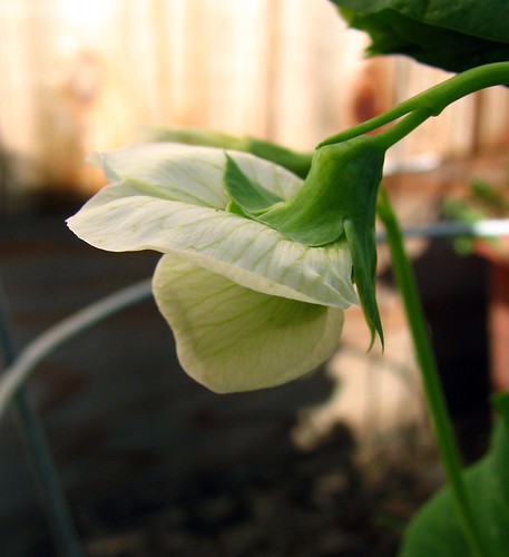 Little Marvel Pea Flower