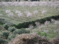 Mandelbäume auf Mallorca