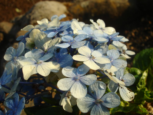 Flores Azules