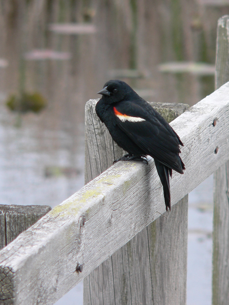 Red-winged Blackbird 2
